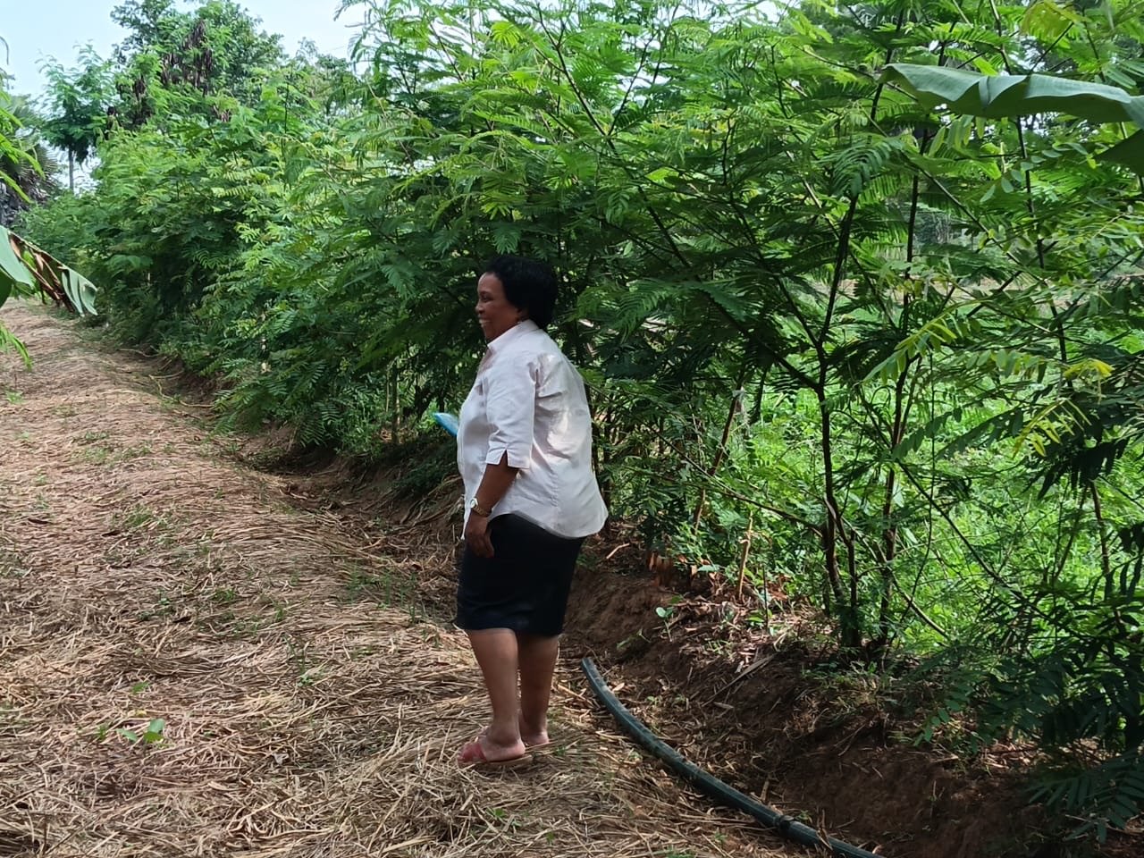 A participant inspects the Aminit Agro Forestry Centre demonstration area